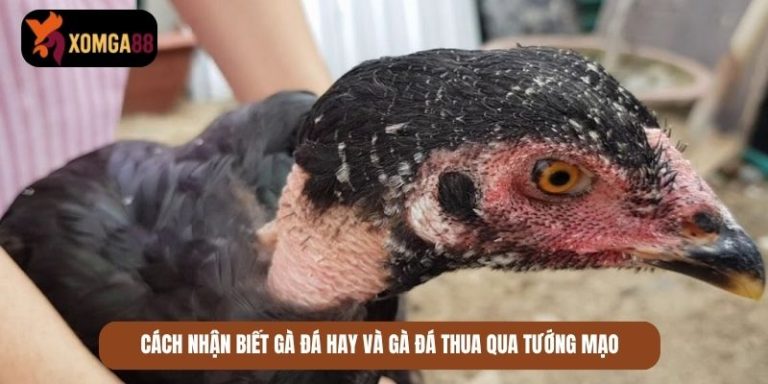 cách nhận biết gà đá hay