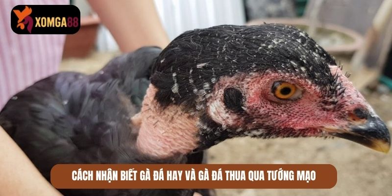 cách nhận biết gà đá hay
