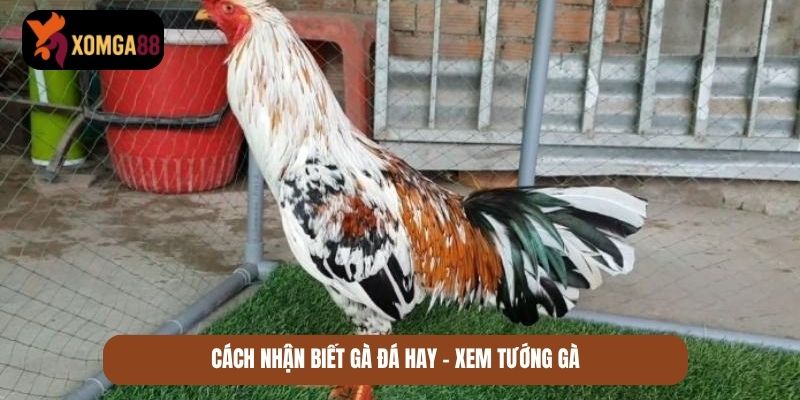 cách nhận biết gà đá hay