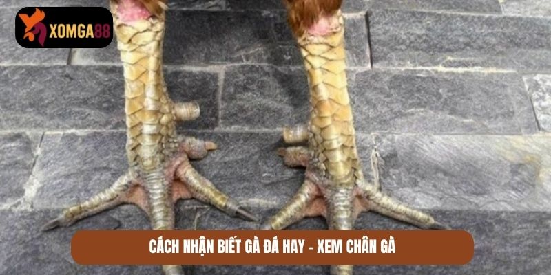 cách nhận biết gà đá hay