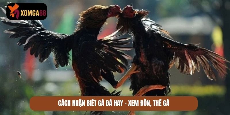 cách nhận biết gà đá hay