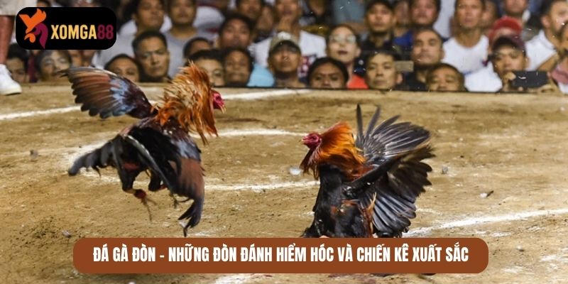 đá gà đòn