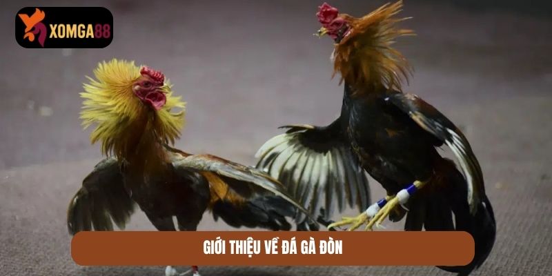đá gà đòn