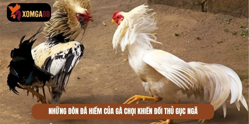 đá gà đòn