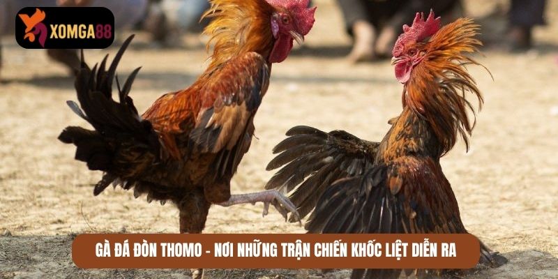 đá gà đòn