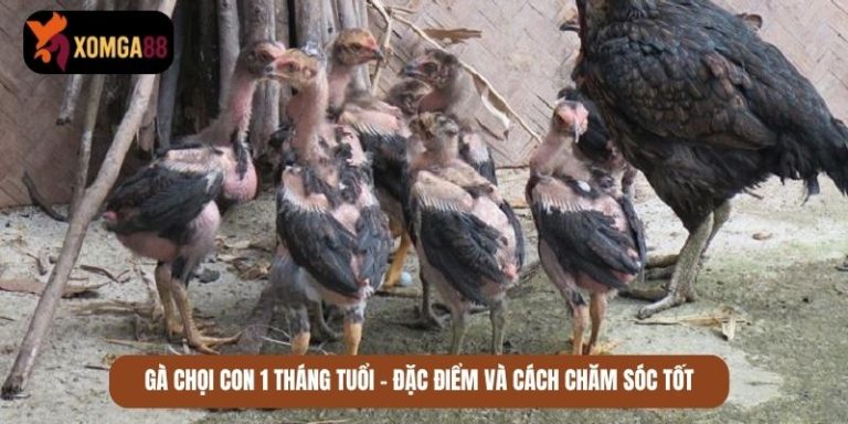 gà chọi con 1 tháng tuổi