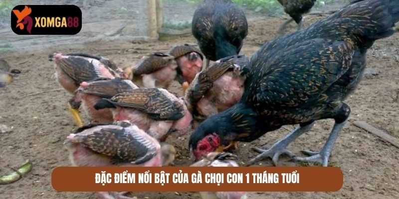 gà chọi con 1 tháng tuổi