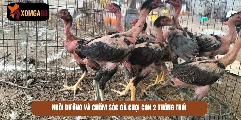 gà chọi con 1 tháng tuổi