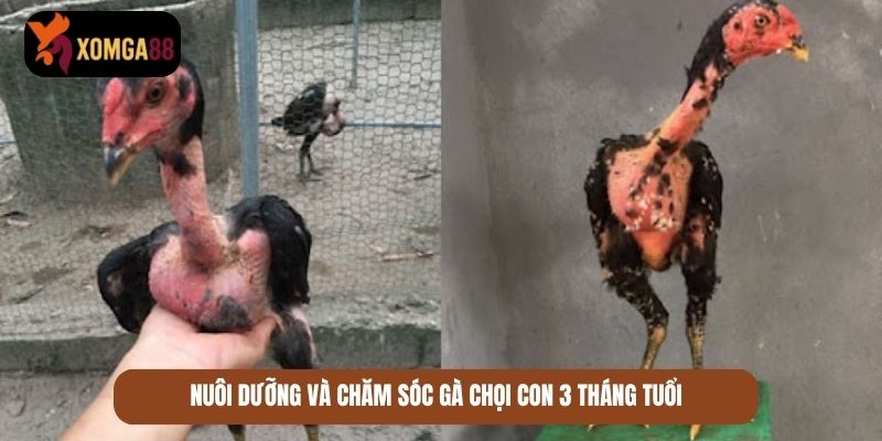 gà chọi con 1 tháng tuổi