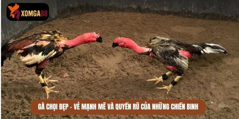 gà chọi đẹp