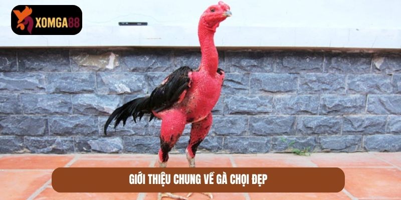 gà chọi đẹp