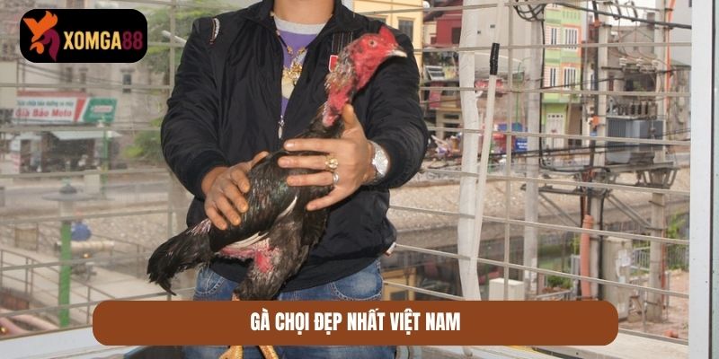gà chọi đẹp