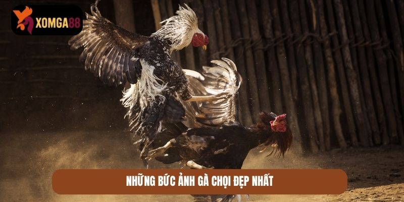 gà chọi đẹp