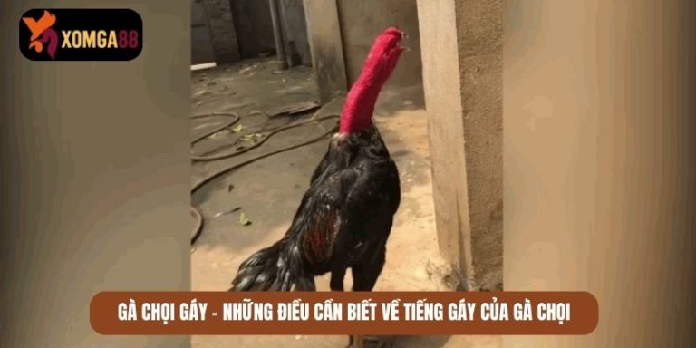 gà chọi gáy