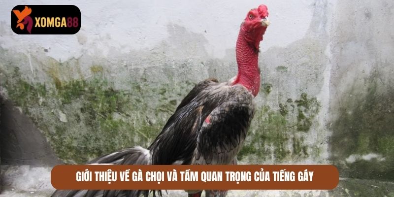 gà chọi gáy