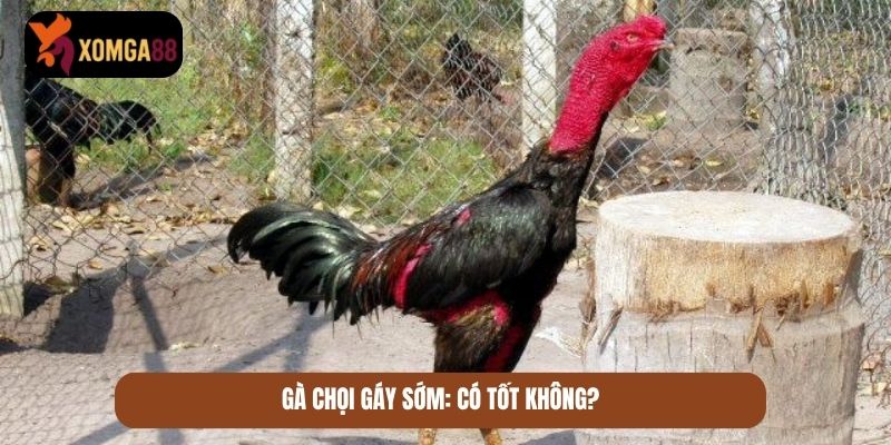gà chọi gáy