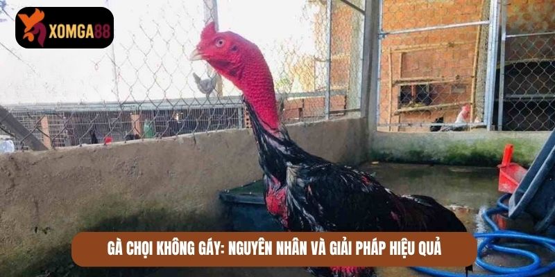 gà chọi gáy
