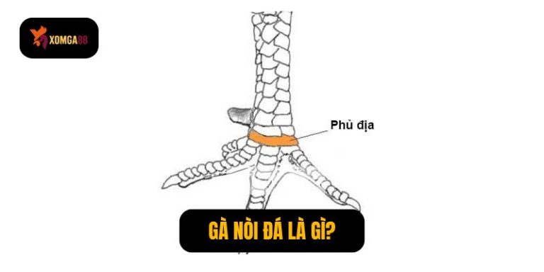 Gà có 2 vảy phủ địa