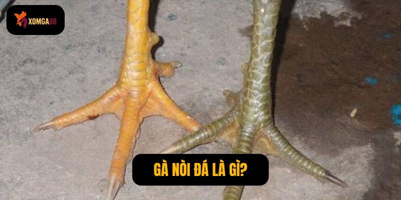 Gà có 2 vảy phủ địa