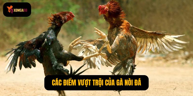 Gà có 2 vảy phủ địa