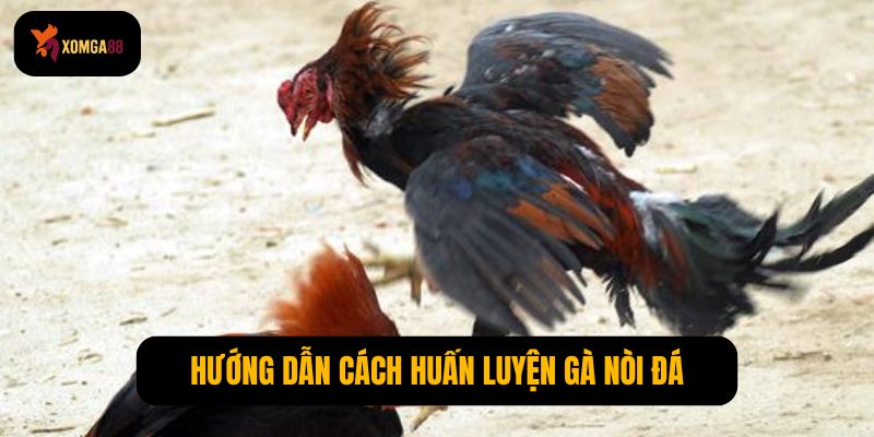 Gà có 2 vảy phủ địa