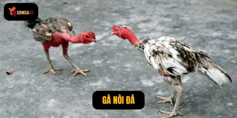 Gà nòi đá