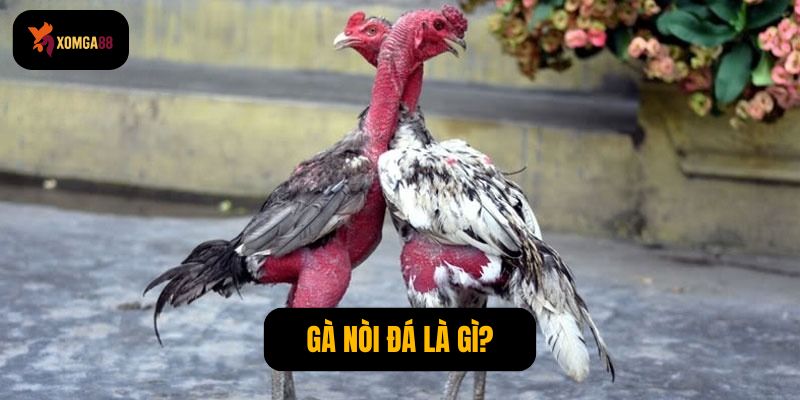 Gà nòi đá