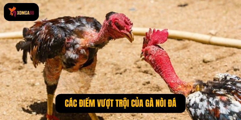 Gà nòi đá
