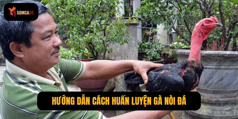 Gà nòi đá