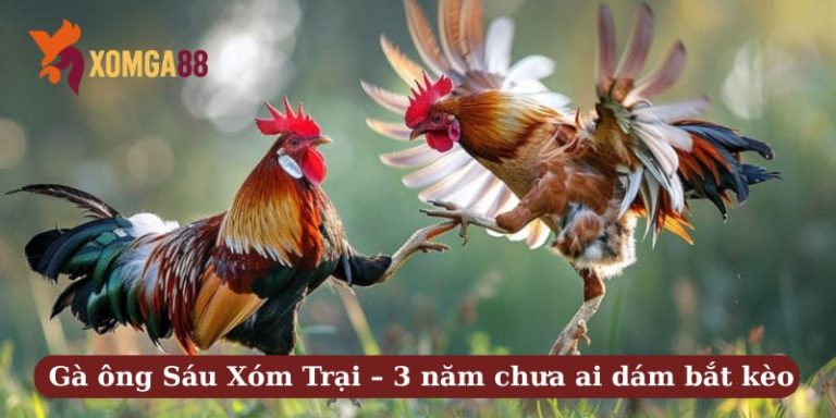 Gà ông Sáu Xóm Trại – 3 năm chưa ai dám bắt kèo