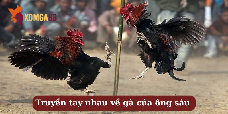 Gà ông Sáu Xóm Trại – 3 năm chưa ai dám bắt kèo