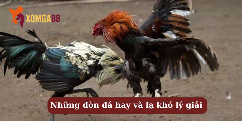 Gà ông Sáu Xóm Trại – 3 năm chưa ai dám bắt kèo