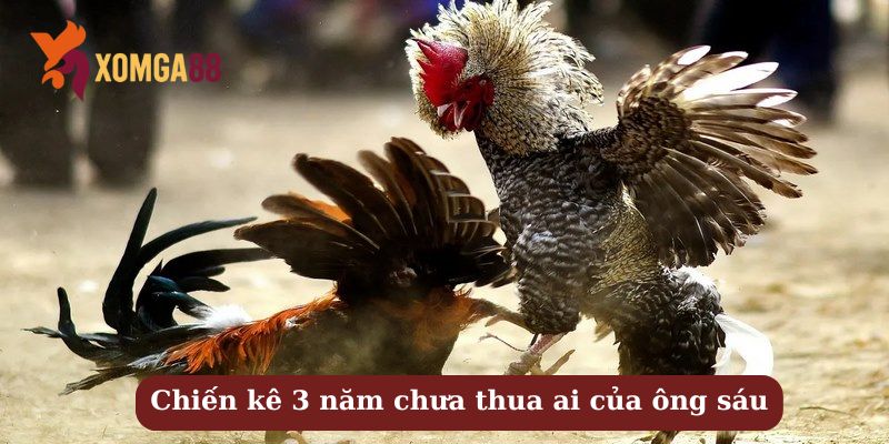 Gà ông Sáu Xóm Trại – 3 năm chưa ai dám bắt kèo