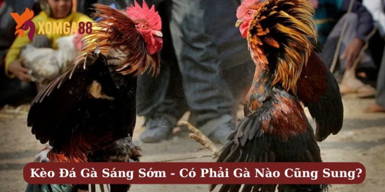 Kèo đá gà sáng sớm
