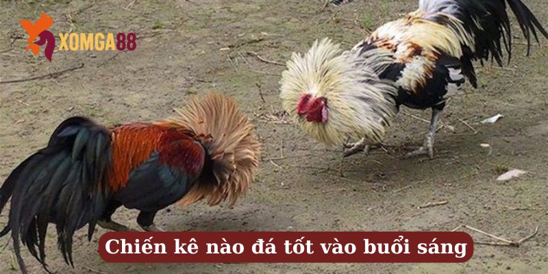 Kèo đá gà sáng sớm