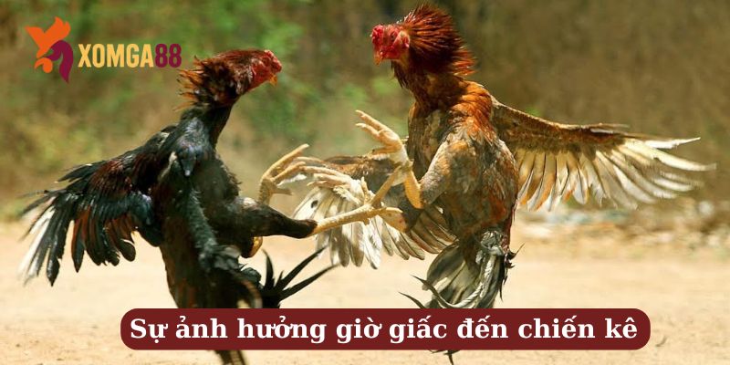 Kèo đá gà sáng sớm