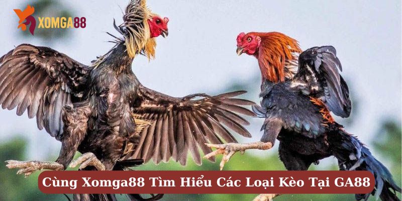 kèo đá gà trực tiếp