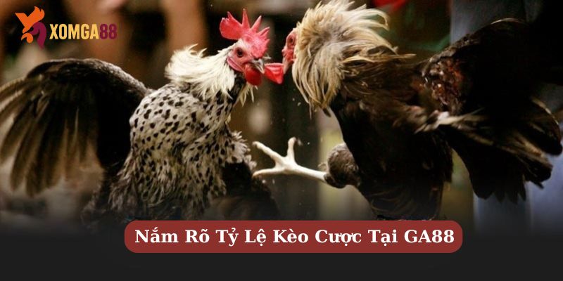 kèo đá gà trực tiếp
