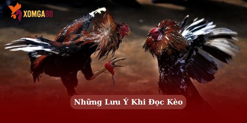 kèo đá gà trực tiếp