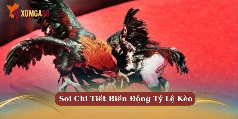 kèo đá gà trực tiếp