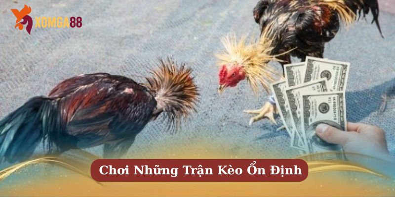 kèo đá gà trực tiếp