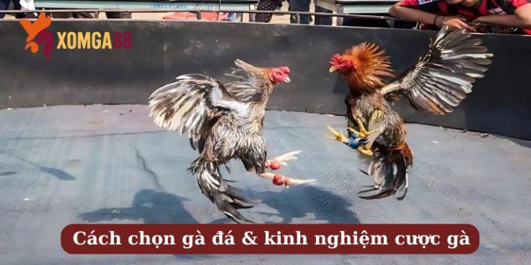 kinh nghiệm cược gà