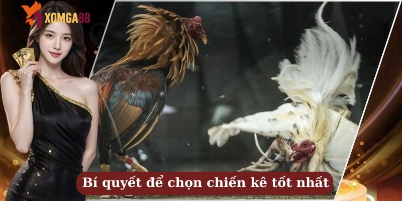 kinh nghiệm cược gà