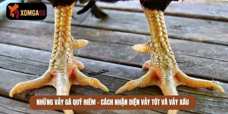 những vảy gà quý hiếm