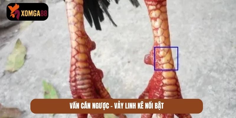 những vảy gà quý hiếm