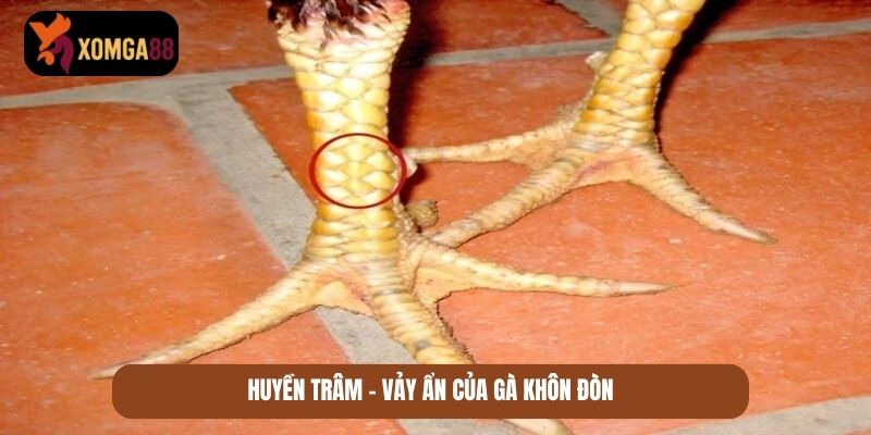 những vảy gà quý hiếm