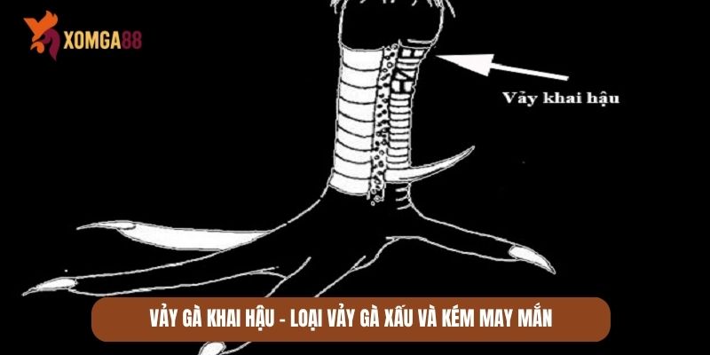 những vảy gà quý hiếm