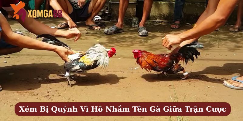 suýt bị quýnh vì hô nhầm tên gà