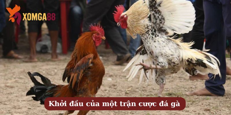 suýt bị quýnh vì hô nhầm tên gà