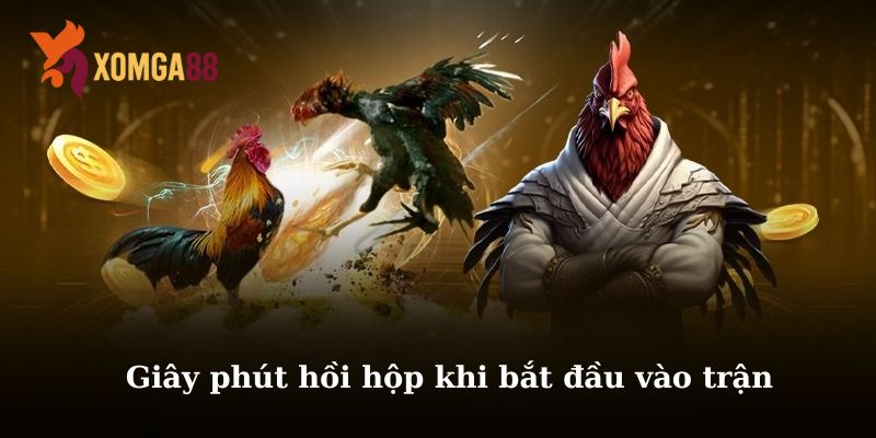 Trận gà 5 triệu mà hú vía như đá 50 triệu